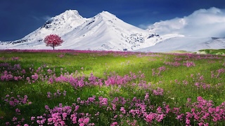 صورة الفيديو